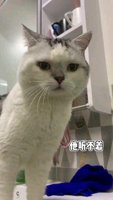 娱乐吃瓜酱男朋友不如猫,网络热议情侣养猫趣事，网友笑喷“猫奴”新境界