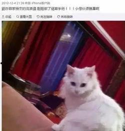 娱乐吃瓜酱男朋友不如猫,网络热议情侣养猫趣事，网友笑喷“猫奴”新境界