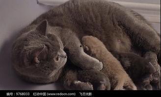 娱乐吃瓜酱猫妈妈视频下载,揭秘萌宠日常