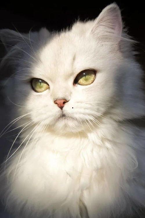 娱乐吃瓜酱猫妈妈视频下载,揭秘萌宠日常