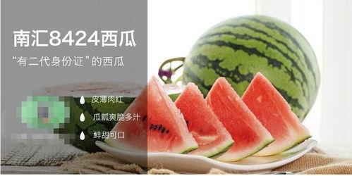 晋江娱乐圈吃瓜文推荐,揭秘明星背后的故事，带你领略娱乐圈的酸甜苦辣