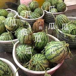 这几年吃的娱乐瓜叫什么,盘点近年来的热门娱乐八卦