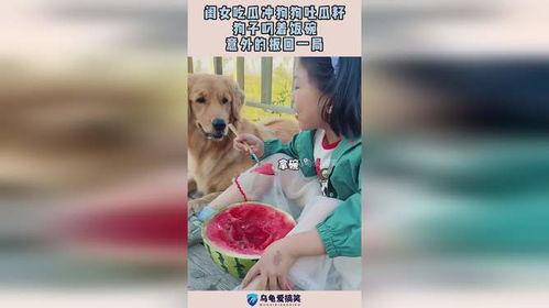 娱乐吃瓜酱送小狗视频大全