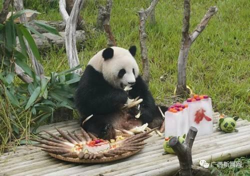 娱乐吃瓜酱南宁动物园,娱乐吃瓜酱带你探秘动物乐园