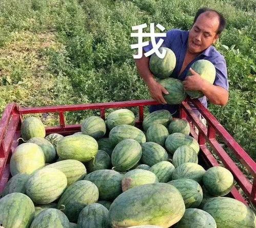 有什么娱乐圈瓜可以吃,揭秘明星幕后故事与精彩瞬间