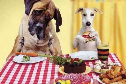 娱乐吃瓜养狗视频在线观看