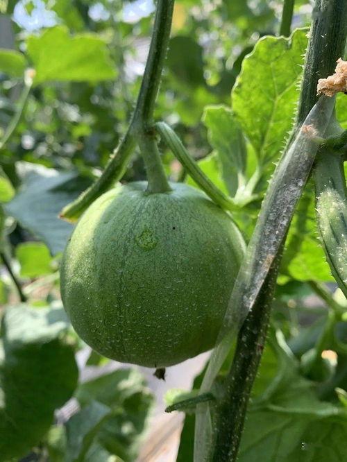 这几年吃的娱乐瓜是什么