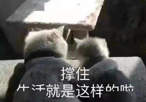 娱乐吃瓜口播文案短句搞笑