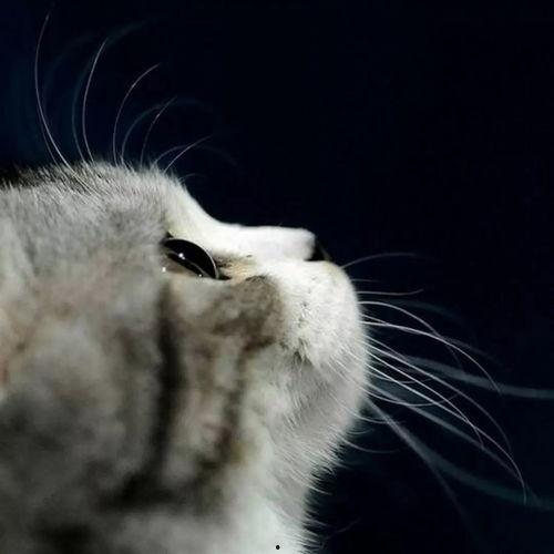 娱乐吃瓜酱猫妈妈视频大全,萌宠视频大全集锦