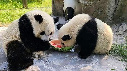 娱乐吃瓜大熊猫视频下载,萌态可掬萌翻网友